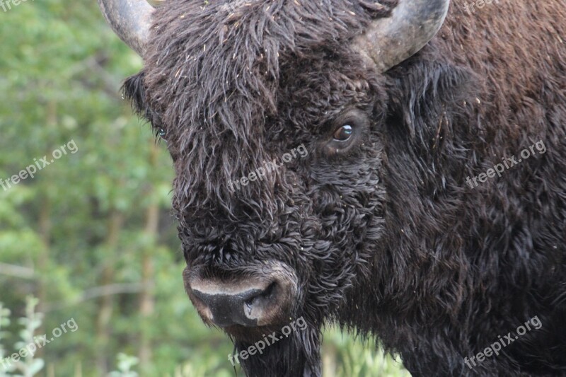 Bison Buffalo Cattle Animal Free Photos