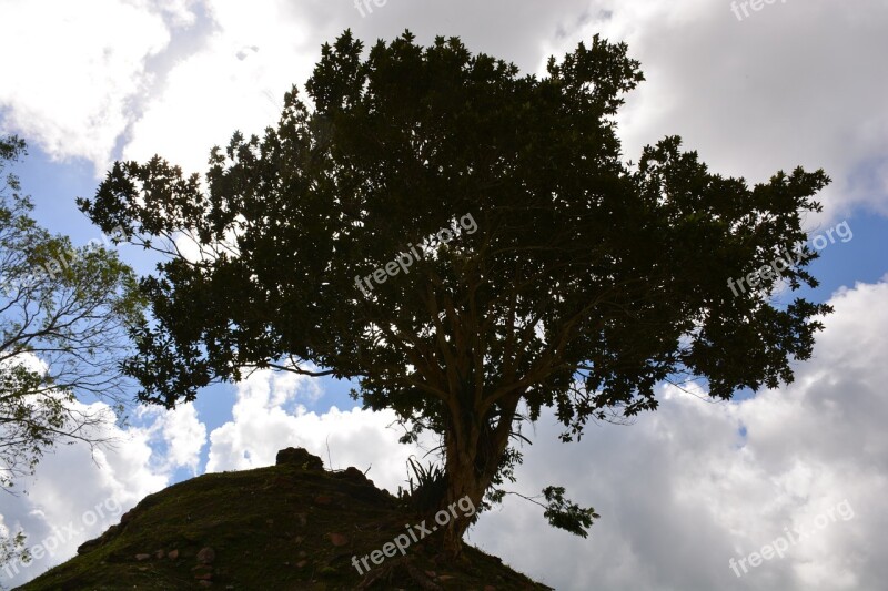 Tree Shape Nature Design Abstract