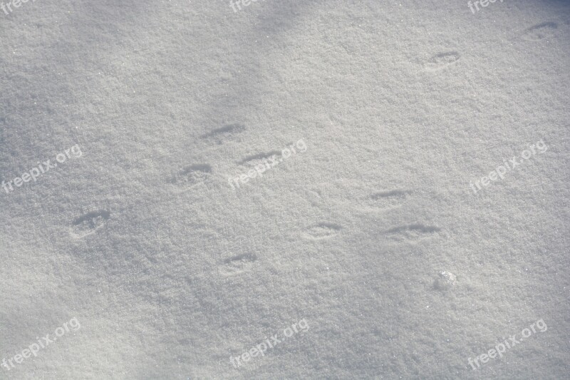 Rabbit Bunny Footprint Track Winter