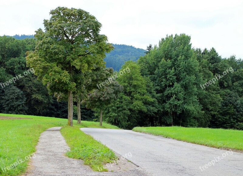 Road Avenue Trees Away Asphalt