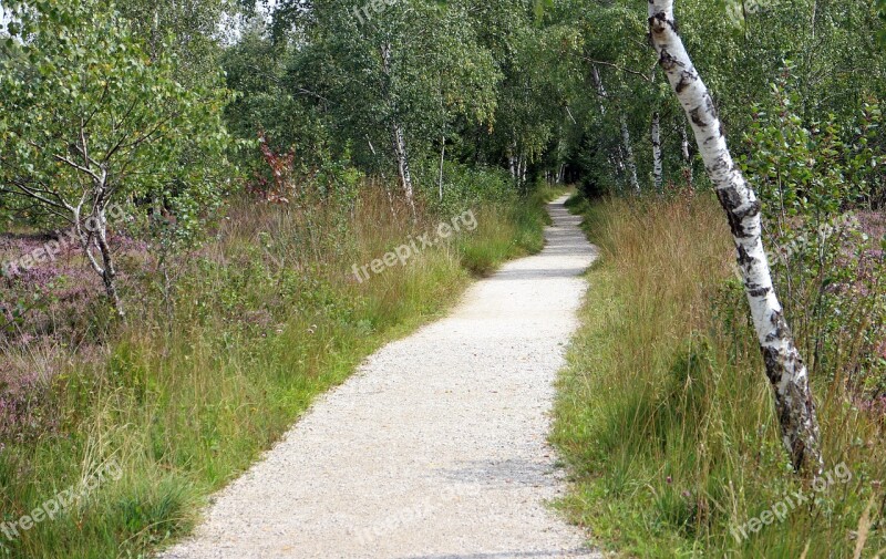 Away Trail Nature Birch Promenade