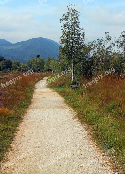 Trail Hiking Trail Heide Birch Heather Heathland