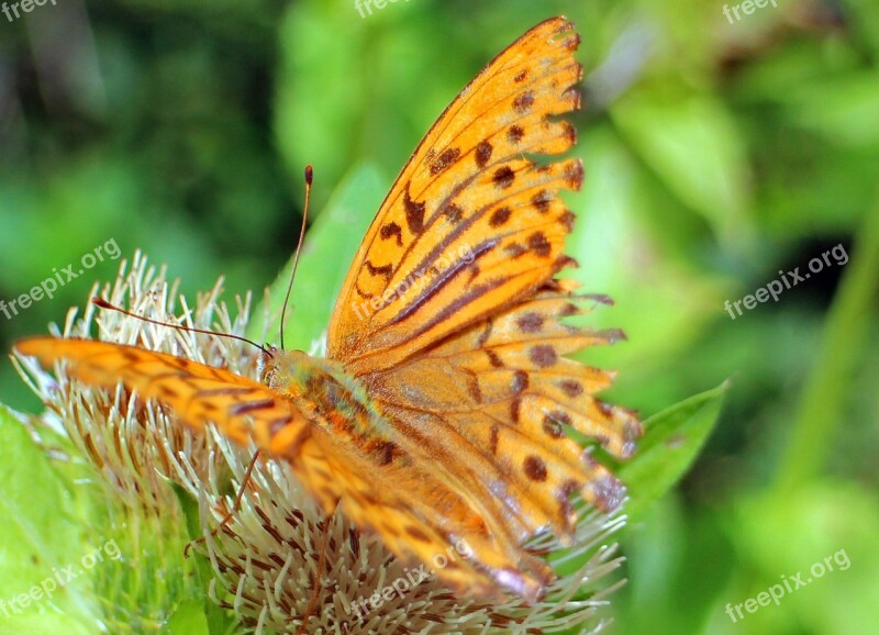 Butterfly Orange Butterflies Wing Colorful