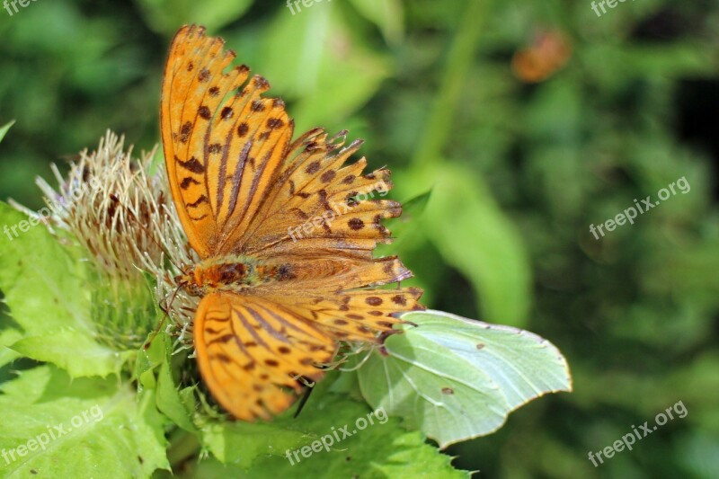 Butterfly Orange Butterflies Wing Colorful