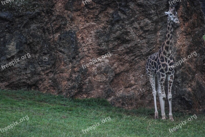 Giraffe Loneliness Nature Animals Africa