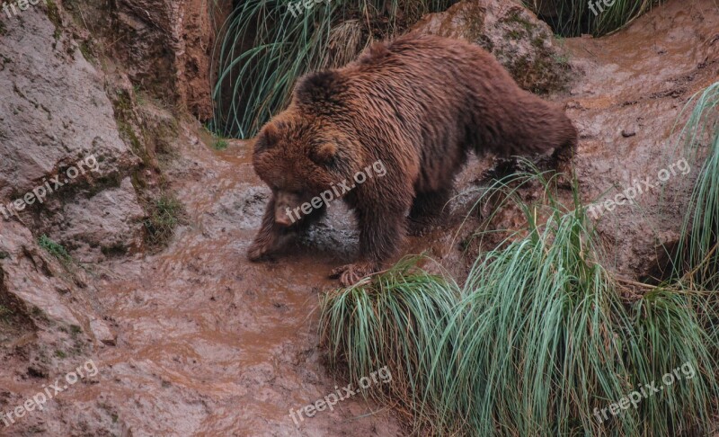 Bears Mud Fauna Animals Animal