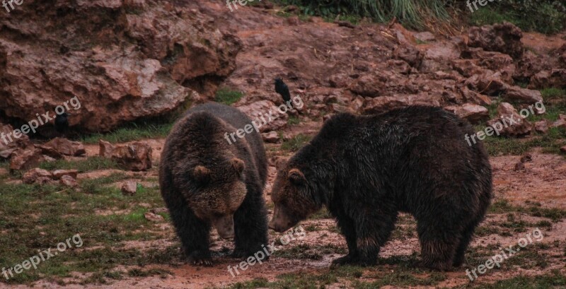 Bears Mud Fauna Animals Animal