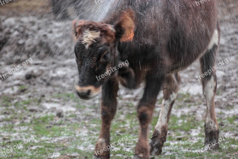 Cow Water Nature Animals Free Photos