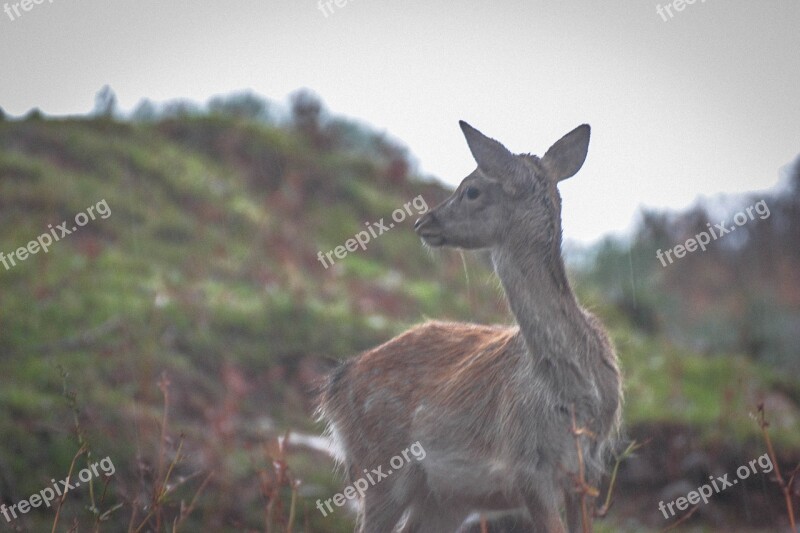 Deer Animal Nature Fauna Free Photos