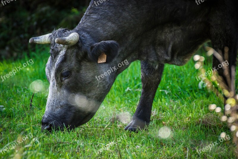 Cows Cow Livestock Nature Galicia