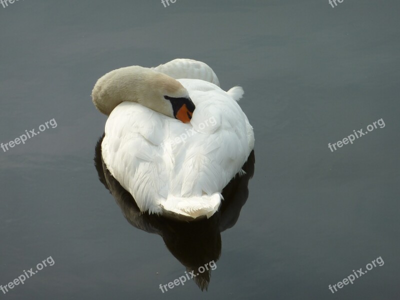 Swan Sleeping Swan Nature Free Photos