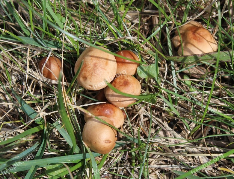 Mushrooms Boletes Fungi Granule - Boletus Schmerling