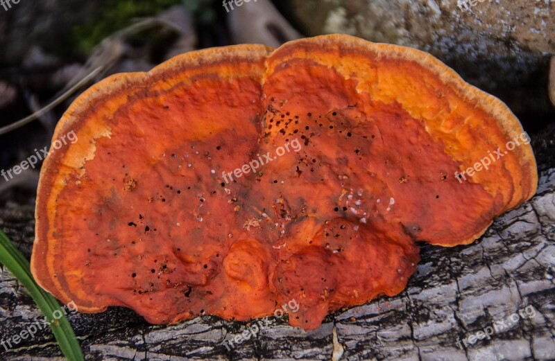 Fungus Orange Decay Wood Forest