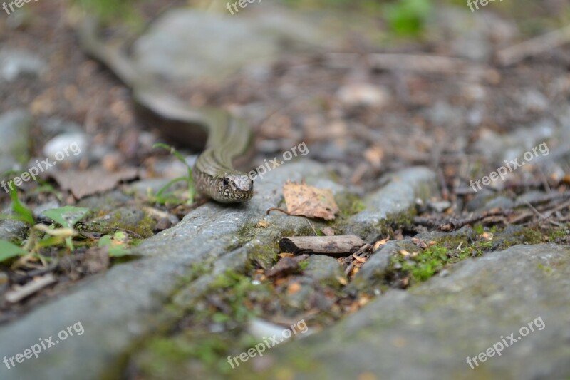 Snake Path Forest Stones Nature