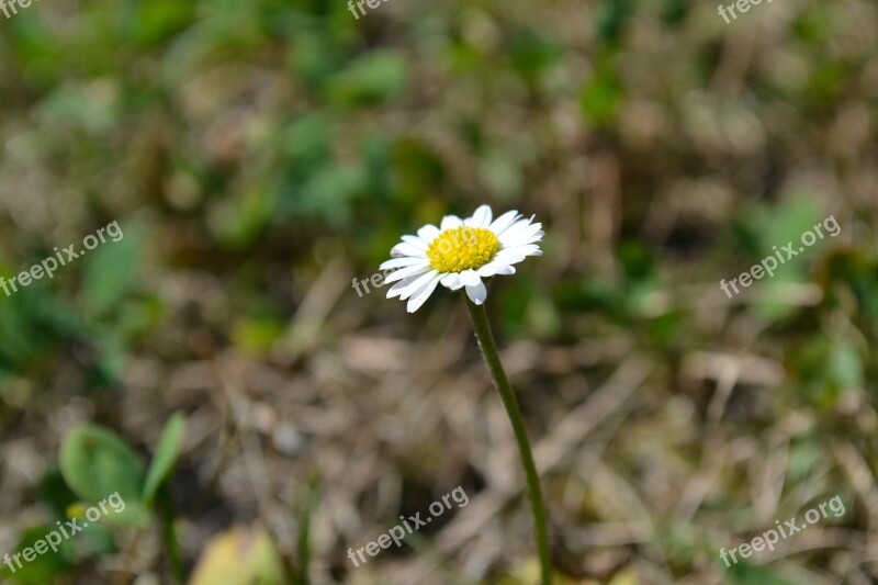 Daisy Flower Grass Green Macro