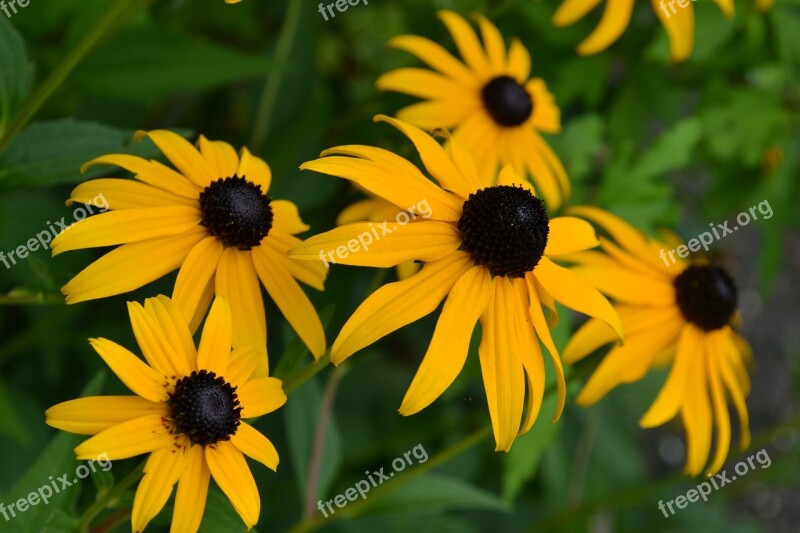 Flower Yellow Nature Garden Flowers