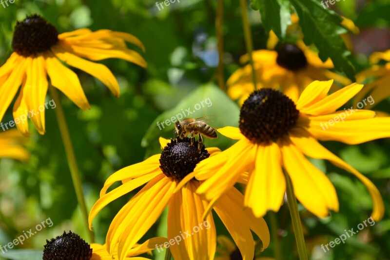 Flower Yellow Nature Garden Flowers