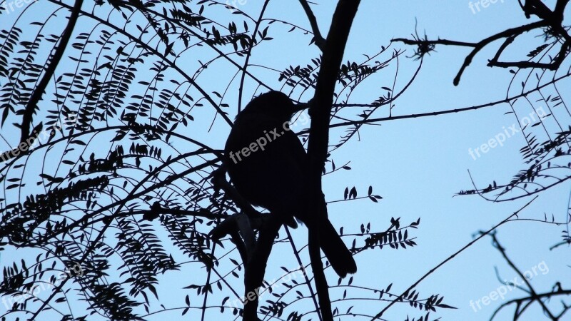 Bird Landscape Tree Ave Fauna