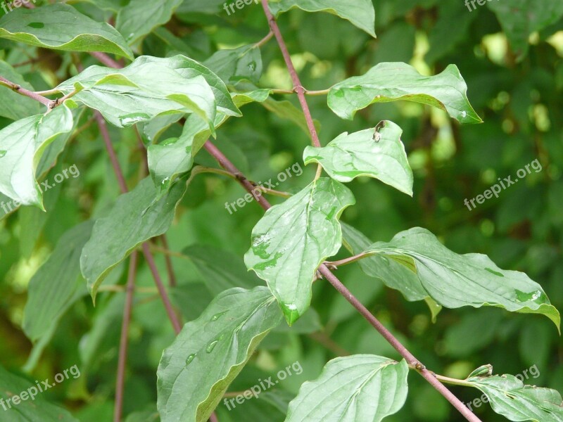 Leaves Nature Green Leaf Raindrop