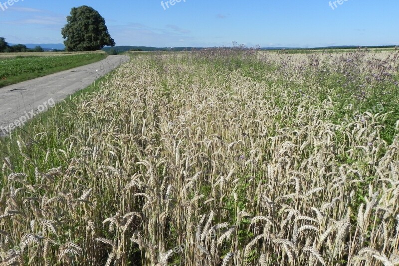 Wheat Field Cereals Spike Grain