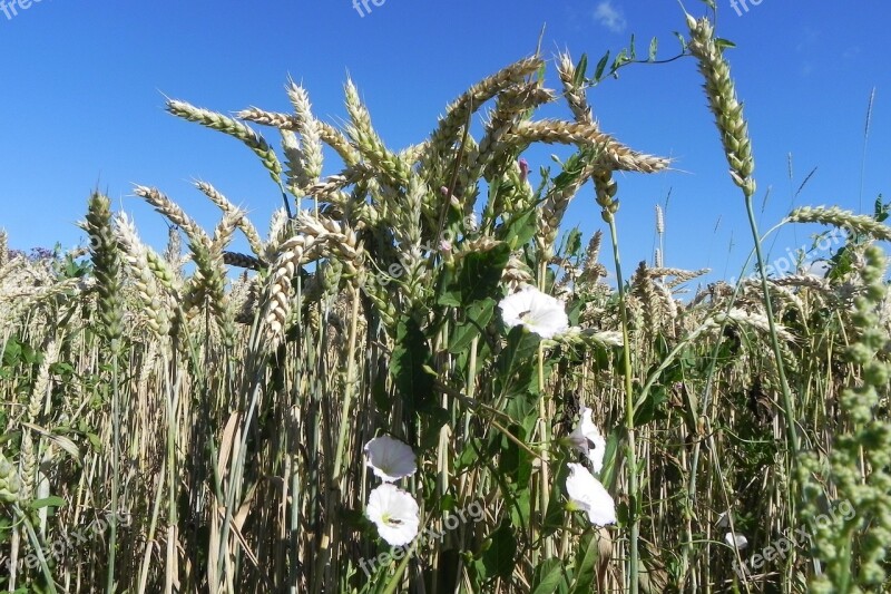 Funnel Thread Bindweed Wheat Spike Winds