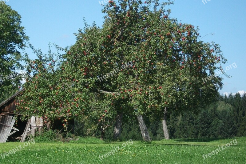 Apple Tree Nature Romantic Tree Apple