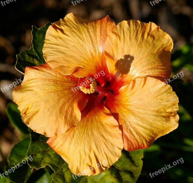 Hibiscus Flower Orange Gold Blossom