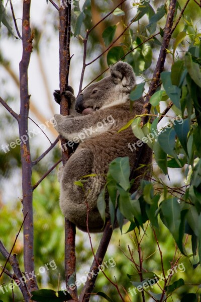 Koala Bear Australia Queensland Marsupial