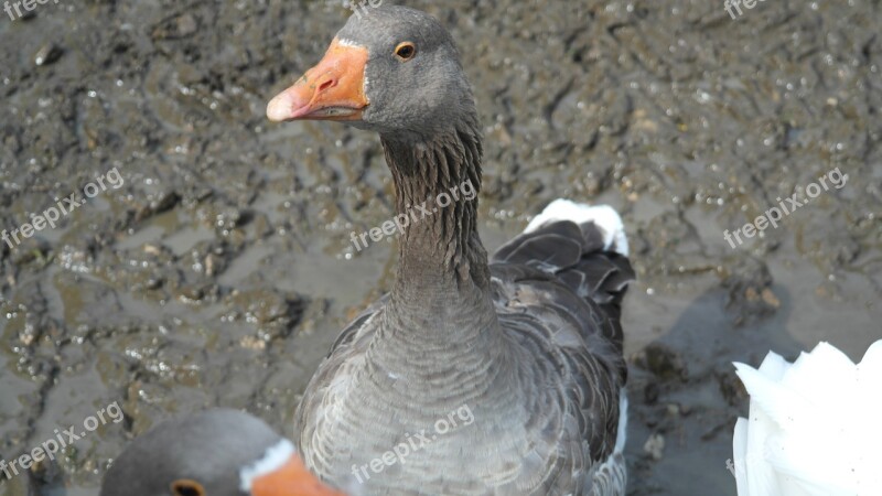 Greylag Goose Goose Domestic Goose Hofgans Duck Bird