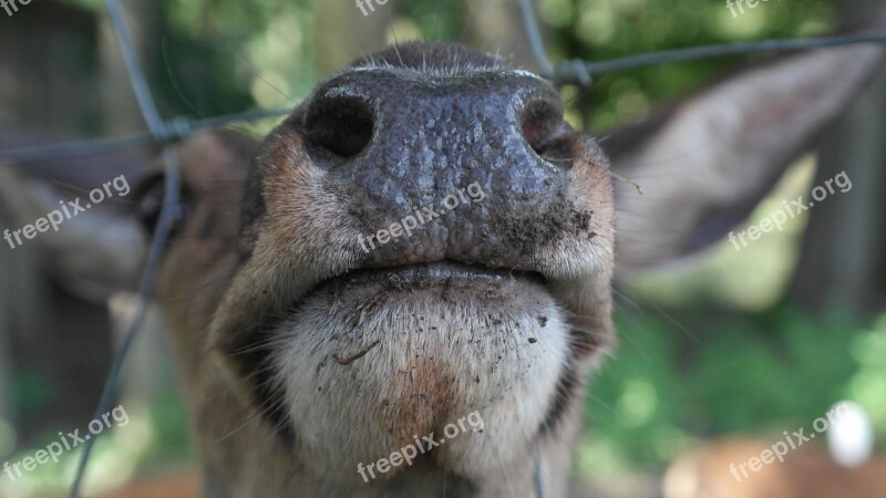 Snout Red Deer Nostrils Flock Hirsch