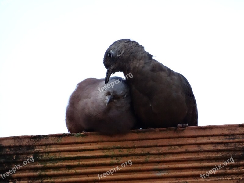 Birdie Love Nature Free Photos