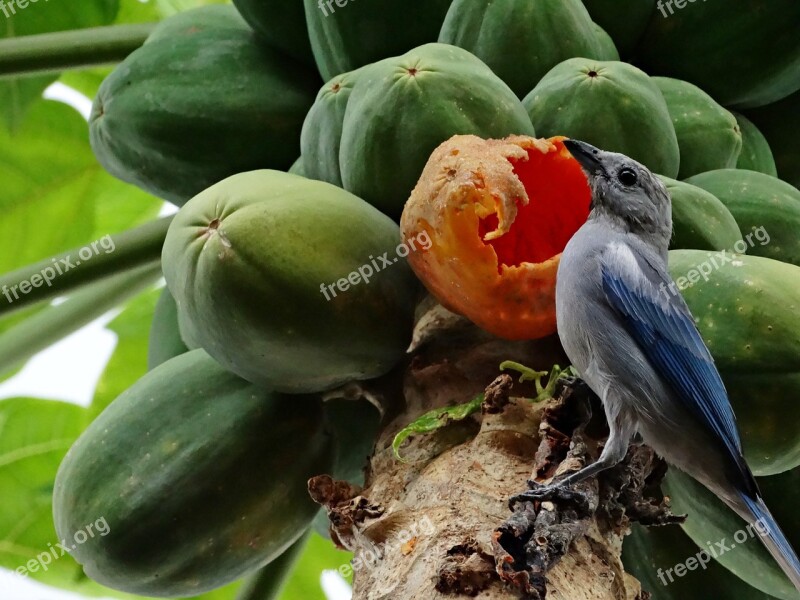 Birdie Nature Fruit Free Photos