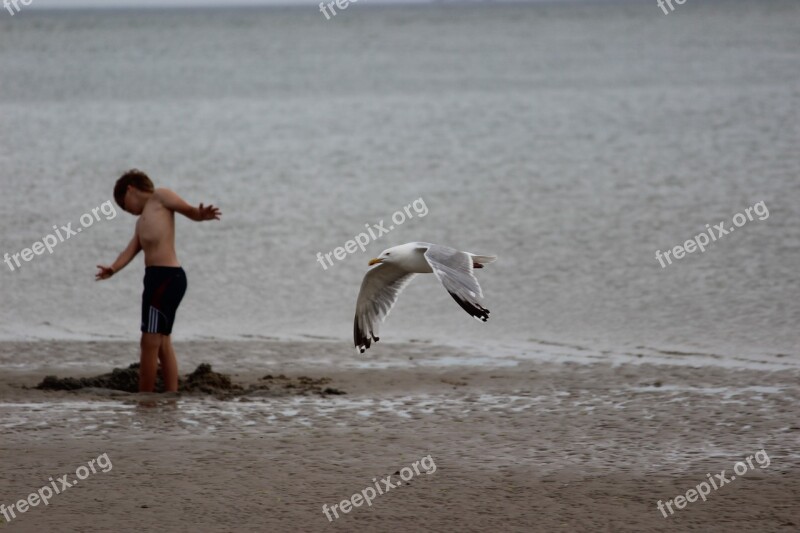 Denmark Blavand Beach North Sea Seagull