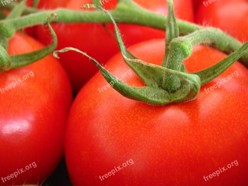 Tomato Garden Nature Plant Red