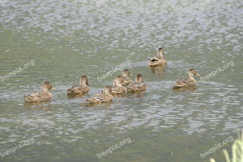 Buffalo Birds Lake Free Photos