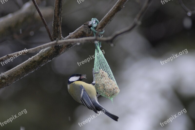 Tit Birds Nature Free Photos