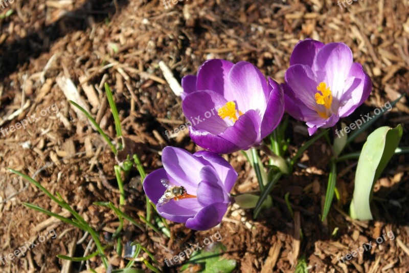 Crocus Flower Bee Spring Nature