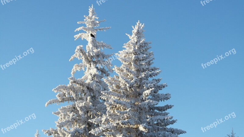 Tree Cold Winter Snow Crow