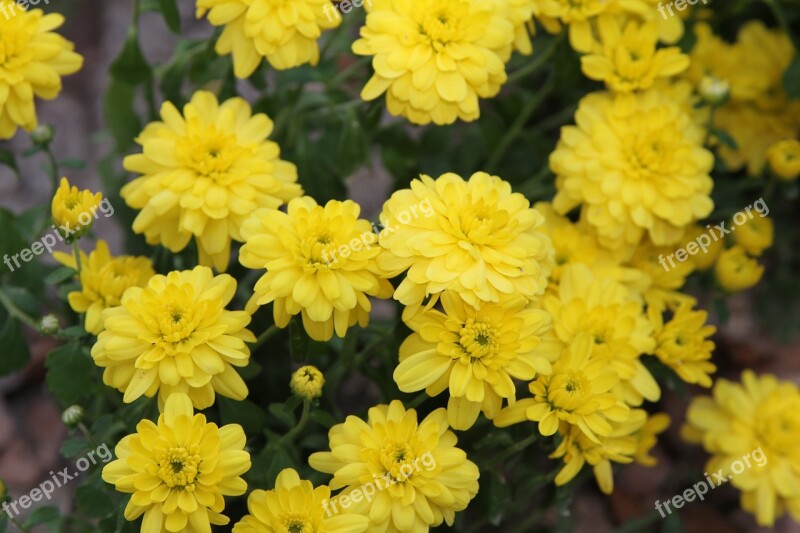 Chrysanthemum Flowers Wildflower Autumn Plants