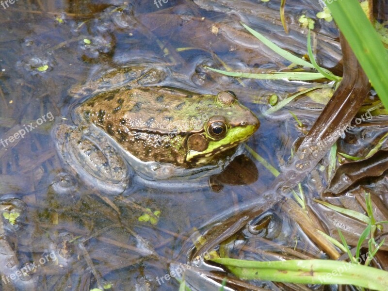 Frog Green Pond Summer Amphibian