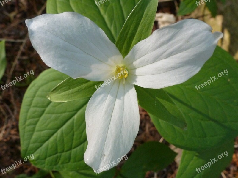 Trillium Flower White Ontario Bloom