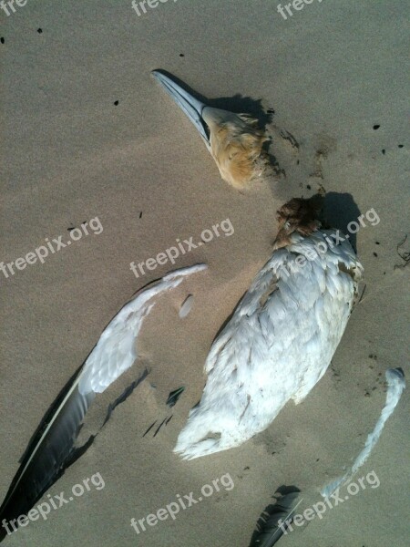 Bird Beach Sand Seagull Death