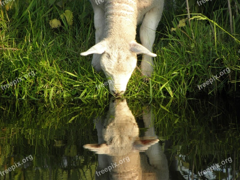 Lamb Water Drinking Free Photos