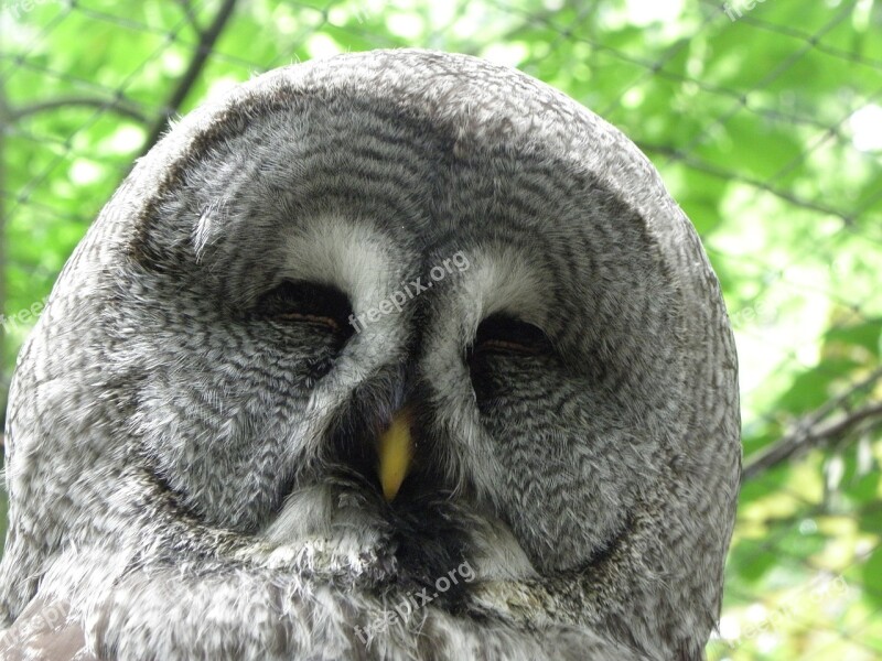 Owl Head Bird Free Photos