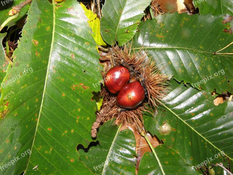 Chestnut Leaves Tree Fruit Free Photos