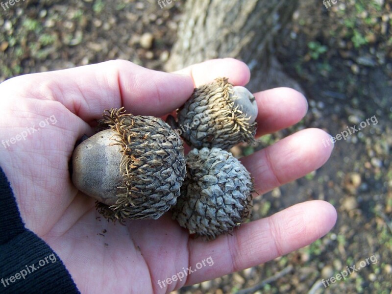 Oak Acorns Hand Nature Autumn