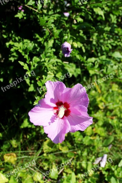 Flower Hibiscus Perennials Nature Beauty