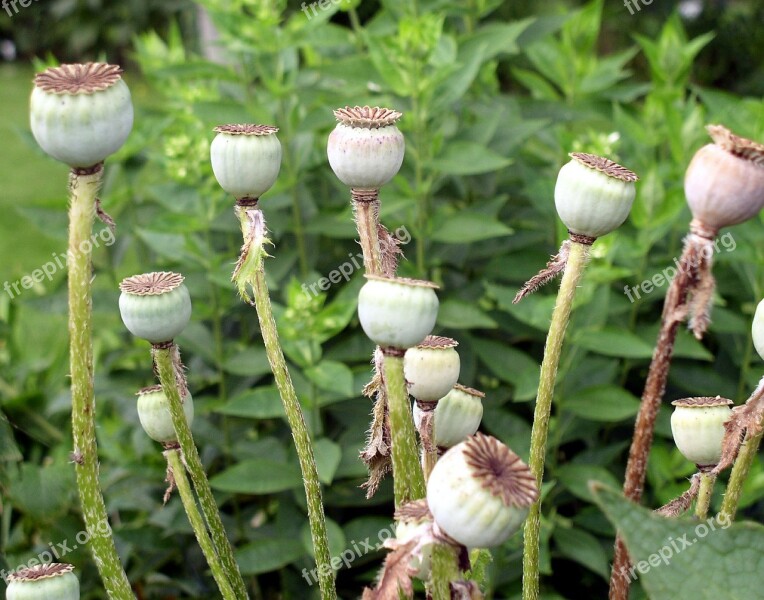 Poppy Poppy-capsules Plant Seeds Nature