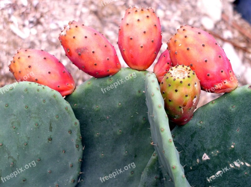 Cactus Cactus Fig Plant South Mediterranean