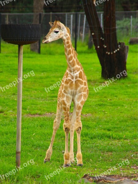 Baby Giraffe Animal Africa Cute